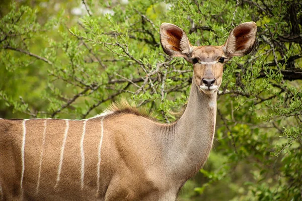 African Kudu Cow Buck Antílope Una Reserva Vida Silvestre Sudáfrica —  Fotos de Stock