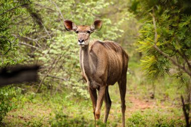 Afrika Kudu İnek antilopları Güney Afrika 'da bir vahşi yaşam rezervinde