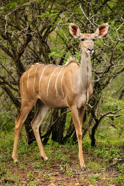 Afrykańska Antylopa Kudu Cow Rezerwacie Dzikiej Przyrody Rpa — Zdjęcie stockowe