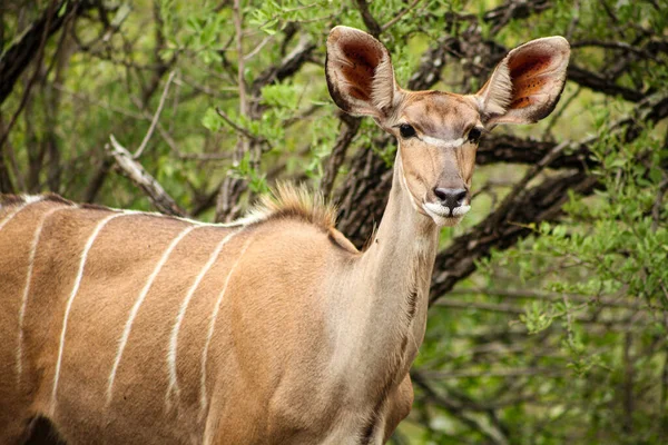 Afrykańska Antylopa Kudu Cow Rezerwacie Dzikiej Przyrody Rpa — Zdjęcie stockowe