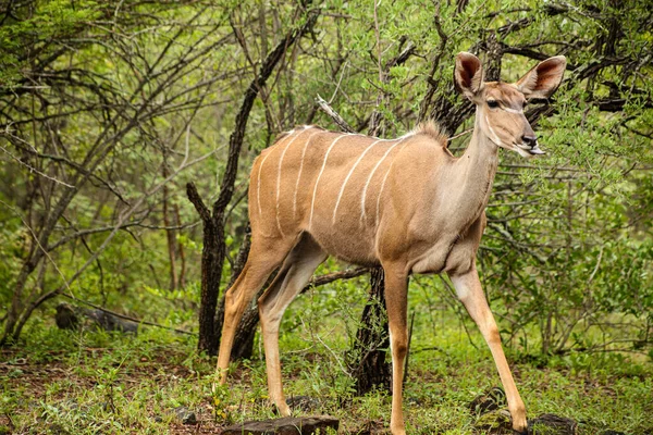 Afrikanischer Kudu Kuh Antilopenbock Einem Südafrikanischen Tierschutzgebiet — Stockfoto