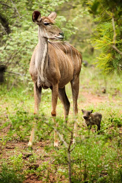 African Kudu Cow Buck Antílope Una Reserva Vida Silvestre Sudáfrica —  Fotos de Stock