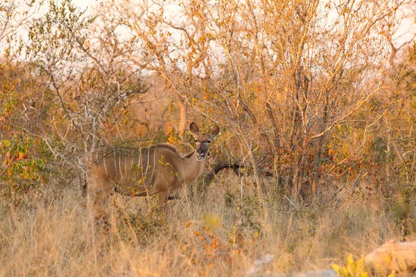 African Kudu Cow Antilopen Bok Een Zuid Afrikaans Wildreservaat — Stockfoto