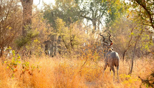 Afrikaanse Kudu Bull Ram Antilopen Bok Een Zuid Afrikaans Wildreservaat — Stockfoto