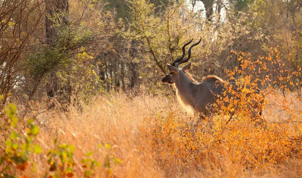 Afrikaanse Kudu Bull Ram Antilopen Bok Een Zuid Afrikaans Wildreservaat — Stockfoto