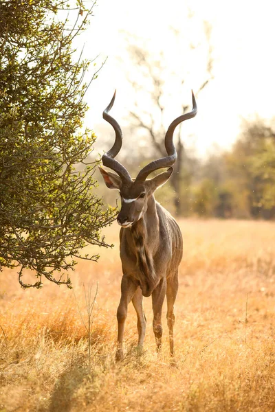 Afrykańska Antylopa Kudu Bull Ram Rezerwacie Dzikiej Przyrody Rpa — Zdjęcie stockowe