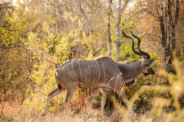 Afrikaanse Kudu Bull Ram Antilopen Bok Een Zuid Afrikaans Wildreservaat — Stockfoto