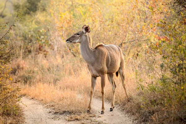 African Kudu Cow Buck Antílope Una Reserva Vida Silvestre Sudáfrica —  Fotos de Stock