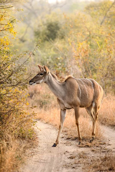 African Kudu Cow Antilopen Bok Een Zuid Afrikaans Wildreservaat — Stockfoto