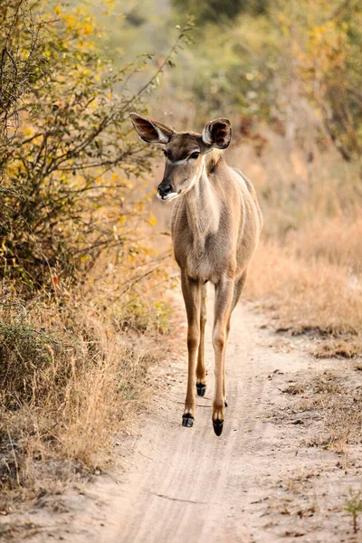 African Kudu Cow Buck Antílope Una Reserva Vida Silvestre Sudáfrica —  Fotos de Stock