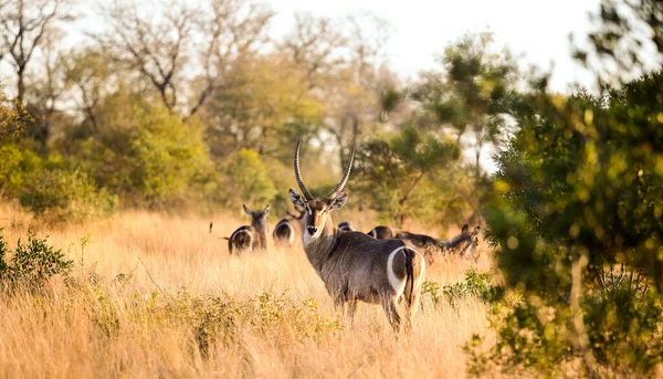 Afrikaanse Waterbok Lang Droog Gras Een Zuid Afrikaans Wildreservaat — Stockfoto