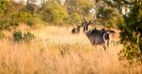 Afrikaanse Waterbok Lang Droog Gras Een Zuid Afrikaans Wildreservaat — Stockfoto