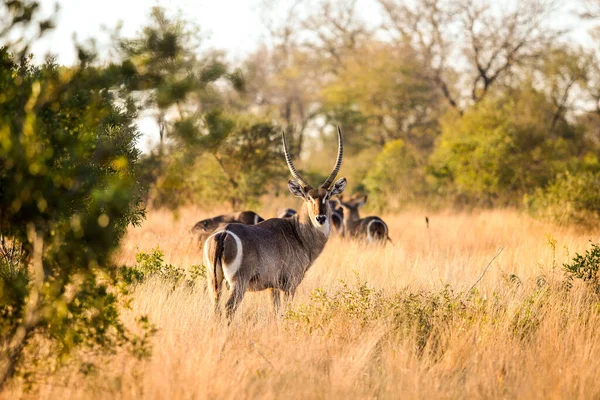 Afrikaanse Waterbok Lang Droog Gras Een Zuid Afrikaans Wildreservaat — Stockfoto
