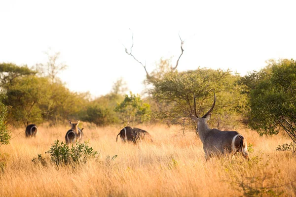 Afrikaanse Waterbok Lang Droog Gras Een Zuid Afrikaans Wildreservaat — Stockfoto