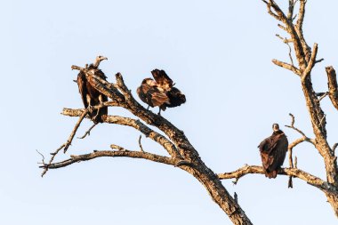 Büyük boyutlu Afrika Akbabası, Güney Afrika 'daki bir doğal yaşam rezervinde ölü bir ağaç dalına tünemişti.