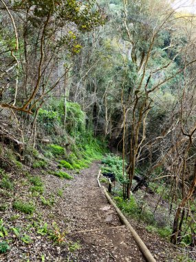 Cape Town, Güney Afrika 'daki sık dağ ormanlarında gizemli yürüyüş patikaları.