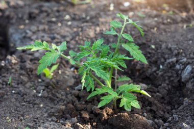 nehir dağ, doğa manzara