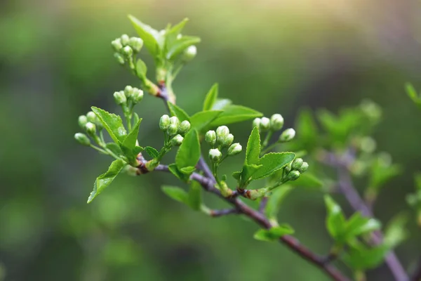 Branche Arbre Fleurs Gros Plan — Photo