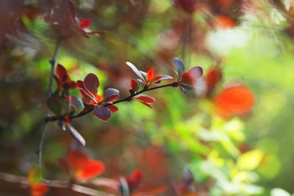 Tree Twig Red Leaves — Stock Photo, Image