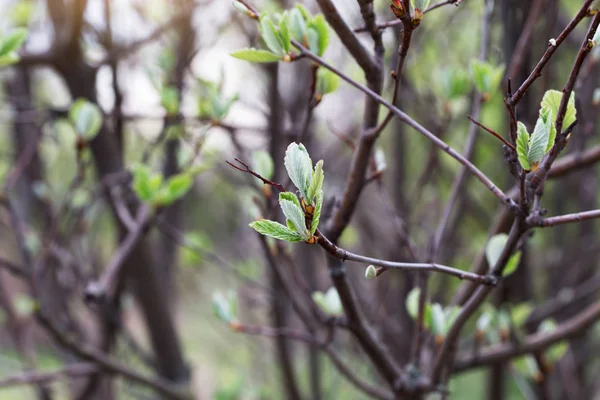 Tree Branches Young Leaves Spring — Stock Photo, Image