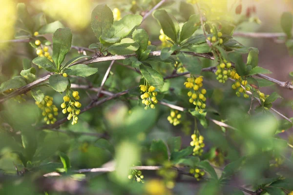 Górskie Rzeki Natura Krajobraz — Zdjęcie stockowe