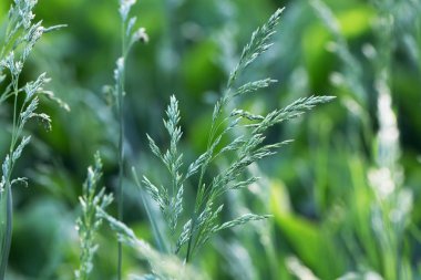 yeşil çim yakın kadar açık doğa fotoğraf