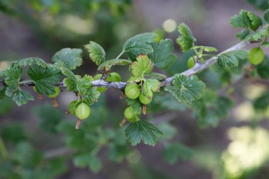 Olgun bektaşi üzümü dalında bir Bahçe, önden görünüm