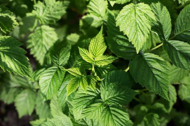 Bahçe, en iyi görünümü'nde ahududu çalı