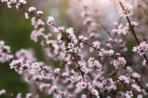 Blooming Cherry Branches Spring Outdoor Nature Photo — Stock Photo, Image