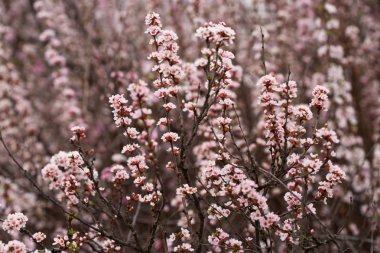 bahar güzel pembe çiçeklenme dalları, açık doğa fotoğraf