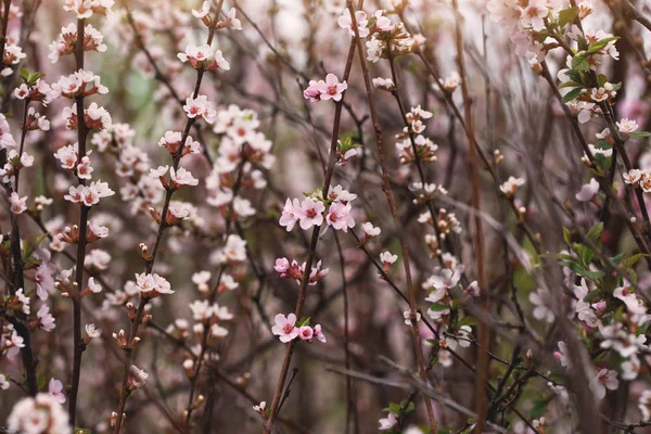 Albero Fiorito Primavera Foto Natura All Aperto — Foto Stock