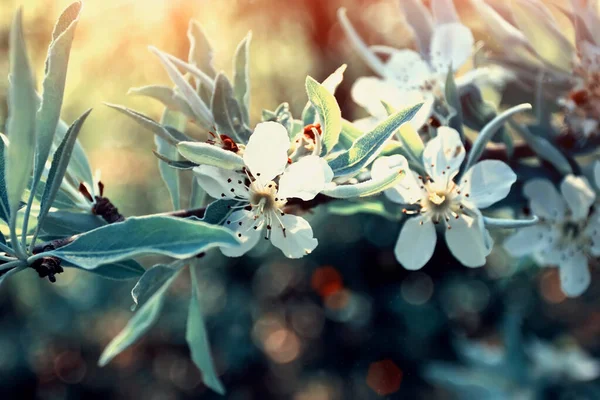 Beautiful Blooming Tree Branch Closeup Sunlight — Stock Photo, Image