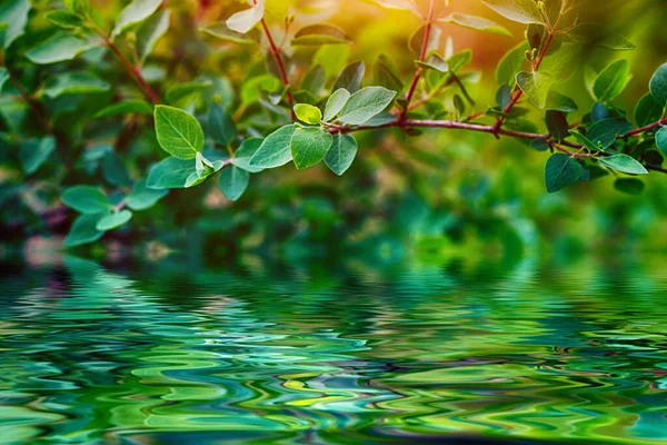Гілка Дерева Свіжим Зеленим Листям Над Водою Фоном Природи Ліцензійні Стокові Фото