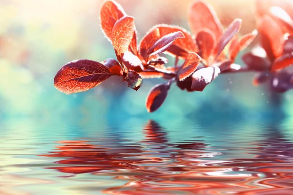 Galho Árvore Com Folhas Vermelhas Sobre Água Dia Ensolarado Outono — Fotografia de Stock