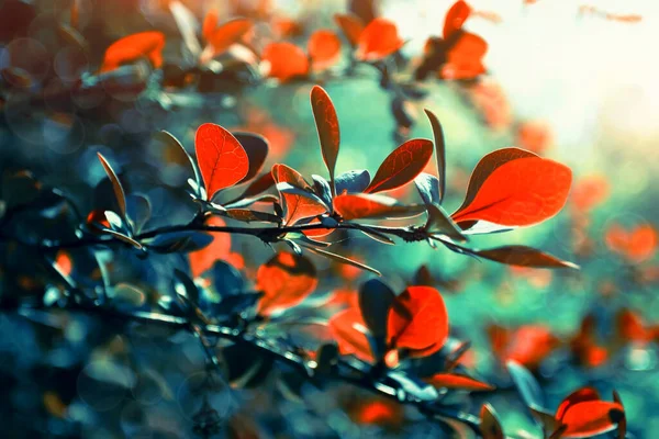 Krásné Červené Podzimní Listy Zblízka Větve Stromů Podzimní Příroda — Stock fotografie