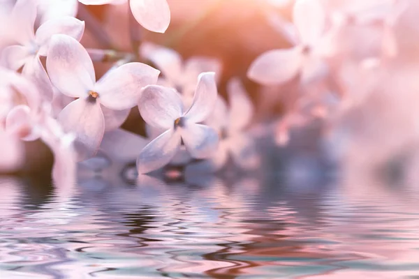 Tenra Primavera Flores Lilás Sobre Água Belo Fundo Floral — Fotografia de Stock