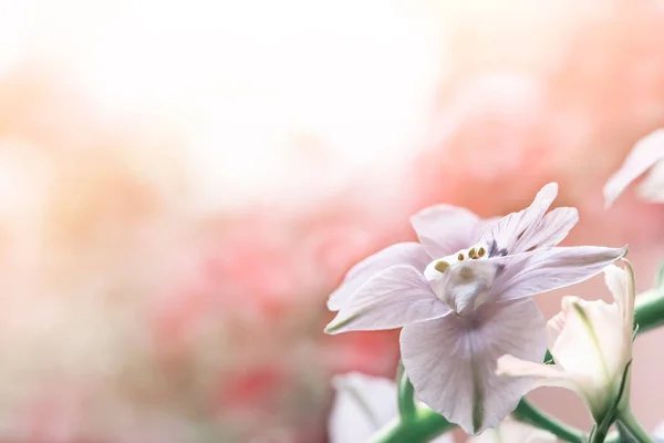 Niedliche Blume Nahaufnahme Mit Kopierraum Floraler Hintergrund — Stockfoto