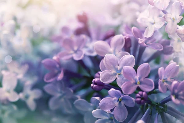 Soft Purple Lilac Flowers Cute Nature Background — Stock Photo, Image