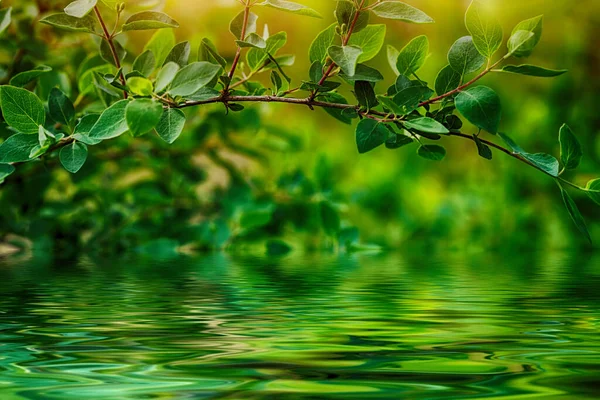 Belo Galho Árvore Com Folhas Verdes Frescas Sobre Água Fundos — Fotografia de Stock