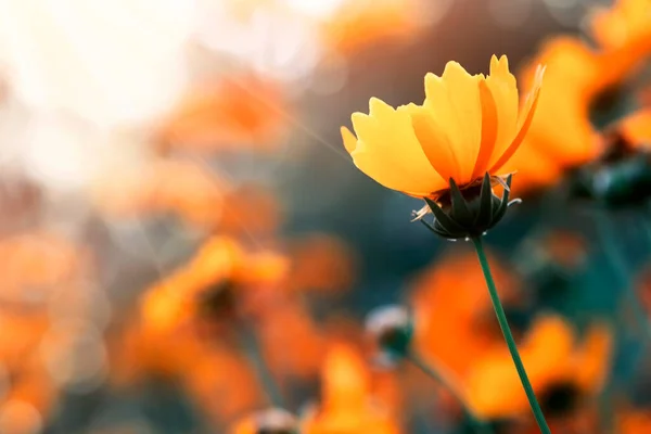 Żółty Kwiat Słońcu Zbliżenie Głowa Kwiat Piękne Tło Kwiatowe Miejsca — Zdjęcie stockowe