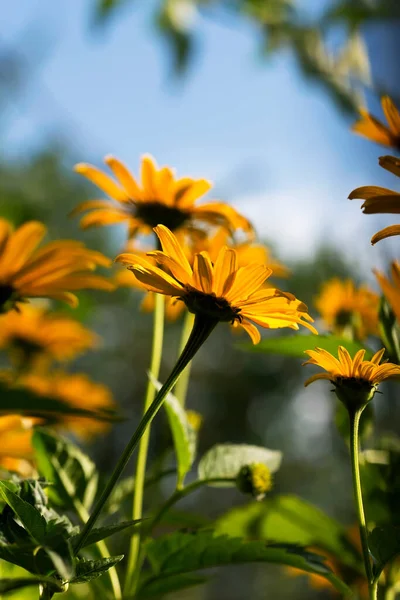 Été Fleurs Jaunes Ciel Bleu Photo Verticale — Photo