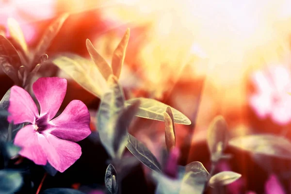 太陽の下で美しい春紫の花自然界の美しさ ロイヤリティフリーのストック画像