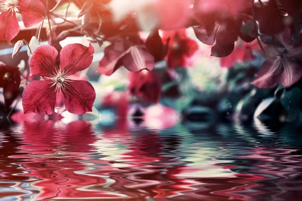 Belas Flores Roxas Sobre Água Beleza Natureza — Fotografia de Stock