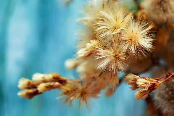 Hermosas Flores Esponjosas Naturaleza Muerta Foto — Foto de Stock