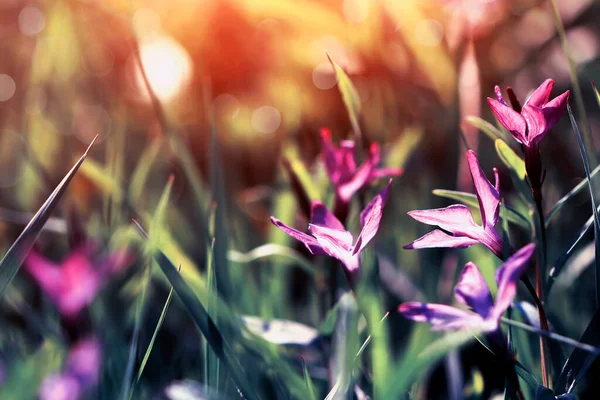 可愛い紫色の花のクローズアップ夏の花畑自然の美しさ — ストック写真