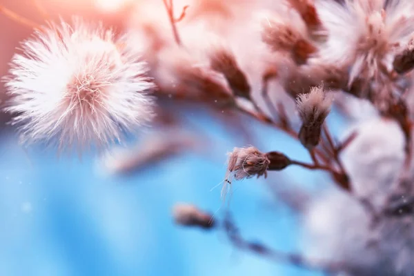 Indah Bunga Dandelion Berbulu Tembakan Makro — Stok Foto