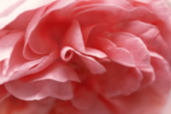 Textura Desenfocada Borrosa Pétalos Rosados Textura Macro Flores Fondo Floral —  Fotos de Stock
