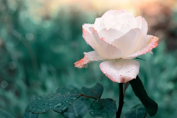 Cute White Rose Flower Garden Rain Beauty Nature — Stock Photo, Image