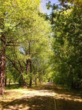 Parkta bir güneşli bahar gününde sokakta