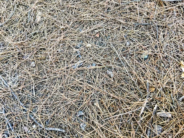 Earth Strewn Pine Needles — Stock Photo, Image